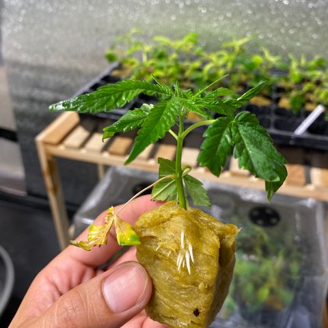 Unknown strain growlog timeline photo