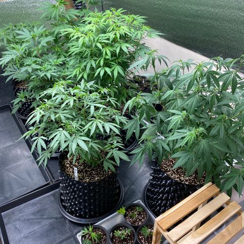 Unknown strain growlog timeline photo