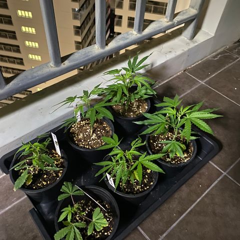 Unknown strain growlog timeline photo