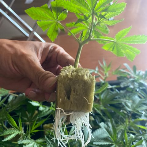 Unknown strain growlog timeline photo