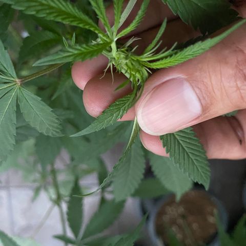 Unknown strain growlog timeline photo
