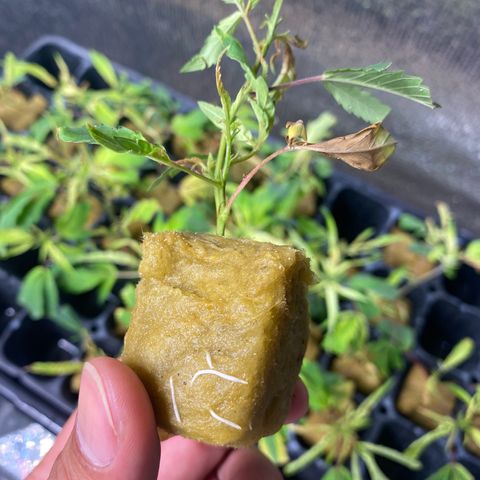 Unknown strain growlog timeline photo