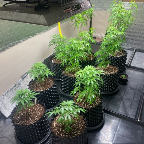 Unknown strain growlog timeline photo