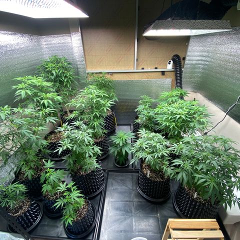 Unknown strain growlog timeline photo