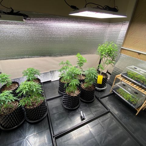 Unknown strain growlog photo: - ย้ายแม่2 ไประเบียง(ป่วย)
- โคลนลงกระถาง M2=2,No.13=2
- ปรับไฟสูงขึ้น(ต้นไม่สูงเพราะไฟพอ)