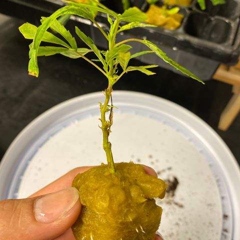 Unknown strain growlog timeline photo