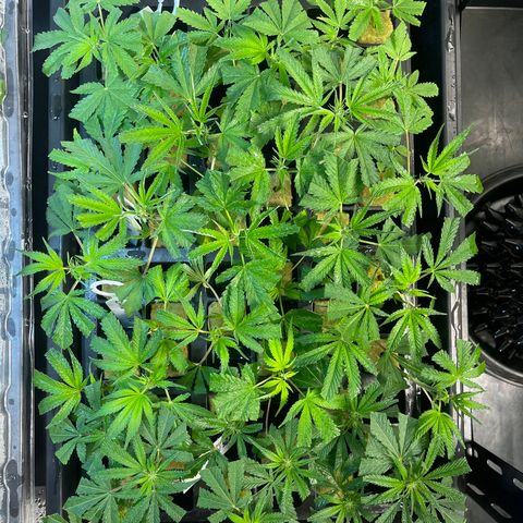 Unknown strain growlog timeline photo