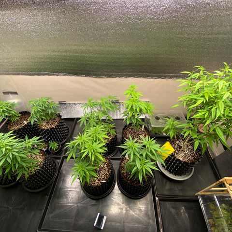 Unknown strain growlog timeline photo