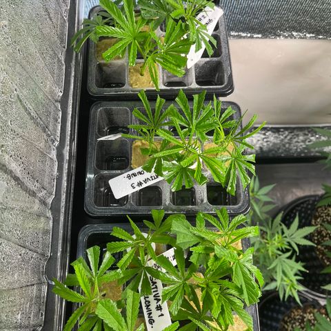Unknown strain growlog timeline photo