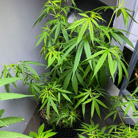 Unknown strain growlog timeline photo
