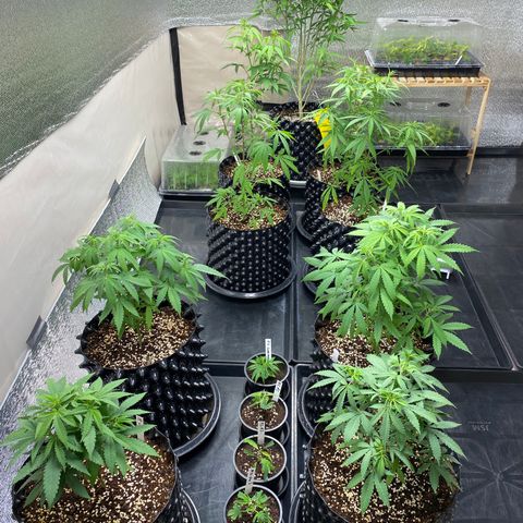 Unknown strain growlog photo: - ย้ายแม่2 ไประเบียง(ป่วย)
- โคลนลงกระถาง M2=2,No.13=2
- ปรับไฟสูงขึ้น(ต้นไม่สูงเพราะไฟพอ)
