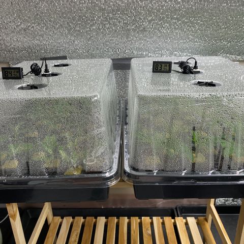 Unknown strain growlog timeline photo