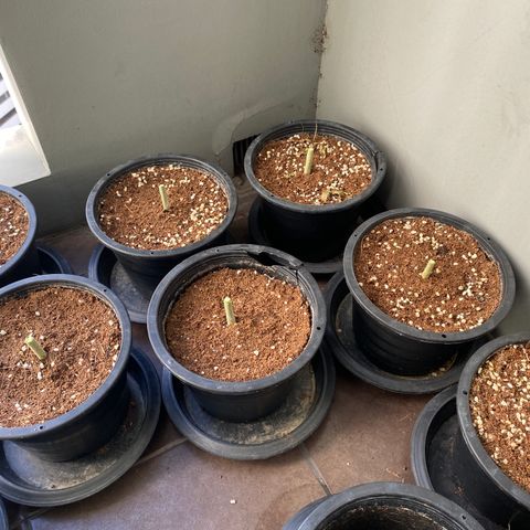 Unknown strain growlog timeline photo