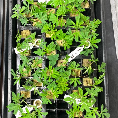 Unknown strain growlog timeline photo