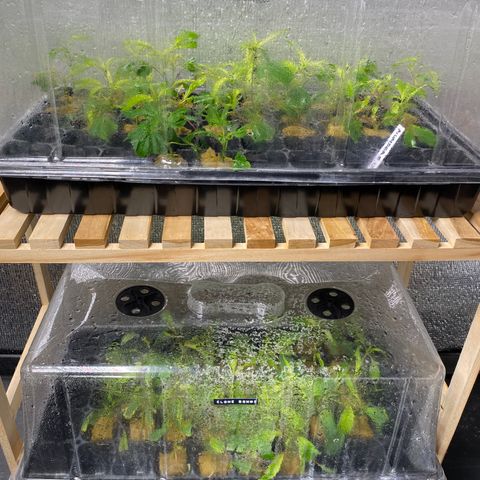 Unknown strain growlog timeline photo
