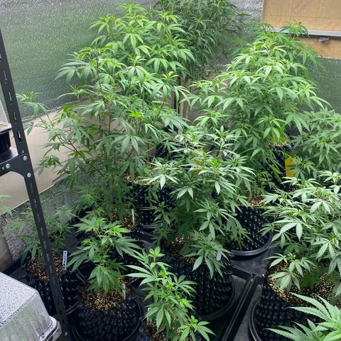 Unknown strain growlog timeline photo