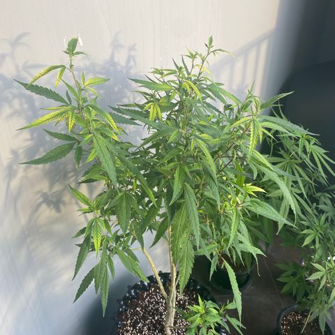 Unknown strain growlog timeline photo