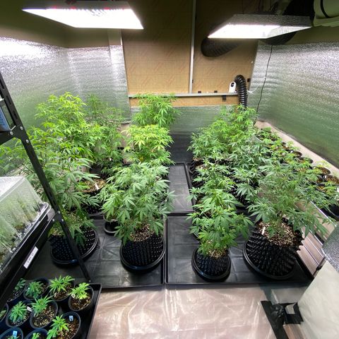 Unknown strain growlog timeline photo