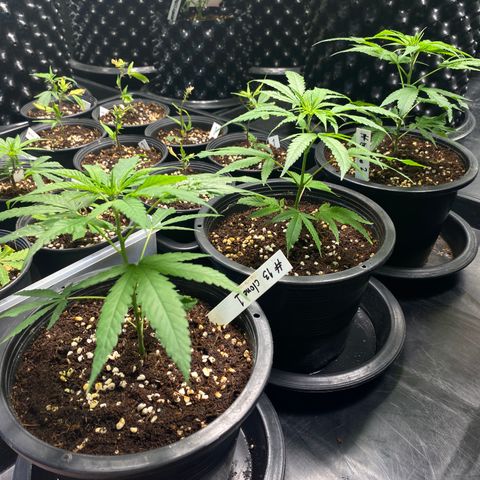 Unknown strain growlog timeline photo