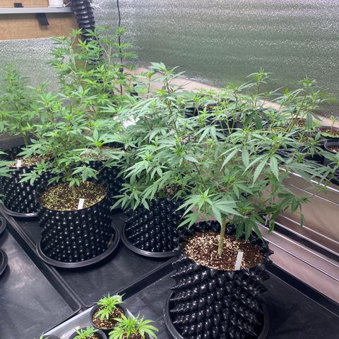 Unknown strain growlog timeline photo