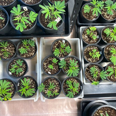 Unknown strain growlog timeline photo