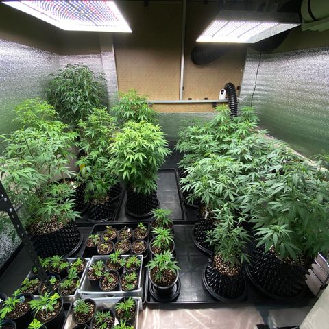 Unknown strain growlog timeline photo