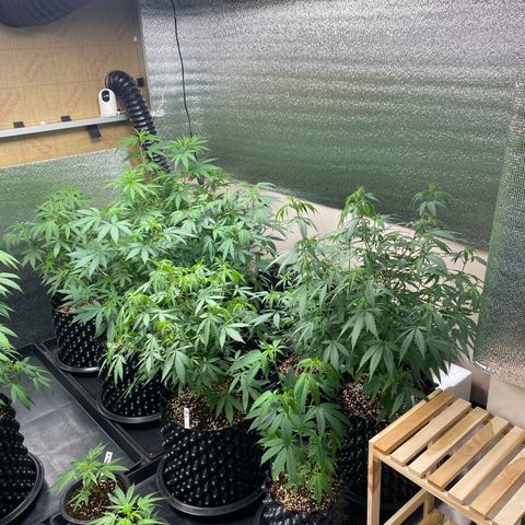 Unknown strain growlog timeline photo