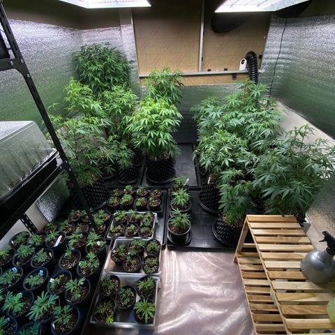 Unknown strain growlog timeline photo