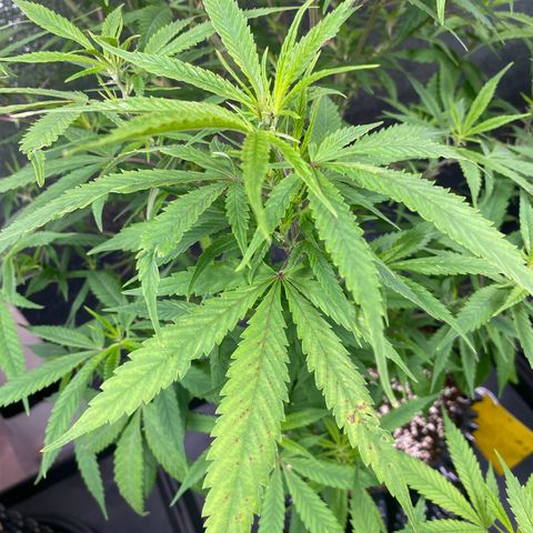 Unknown strain growlog timeline photo