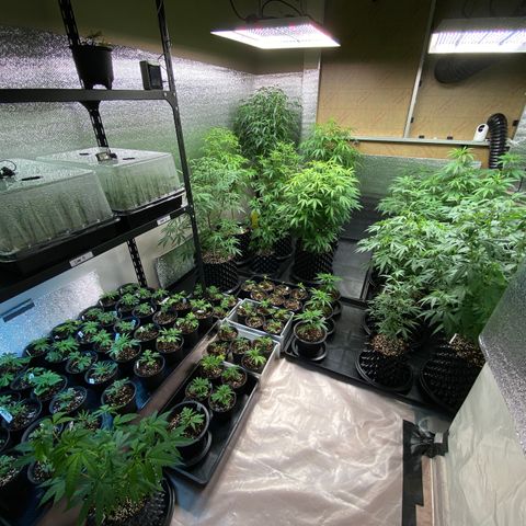 Unknown strain growlog timeline photo