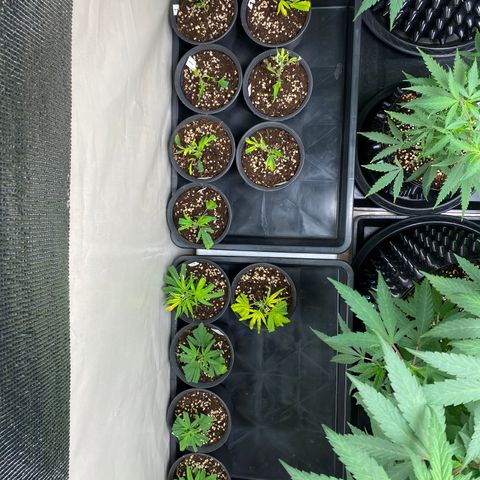 Unknown strain growlog timeline photo
