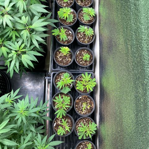 Unknown strain growlog timeline photo