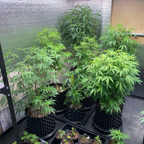 Unknown strain growlog timeline photo