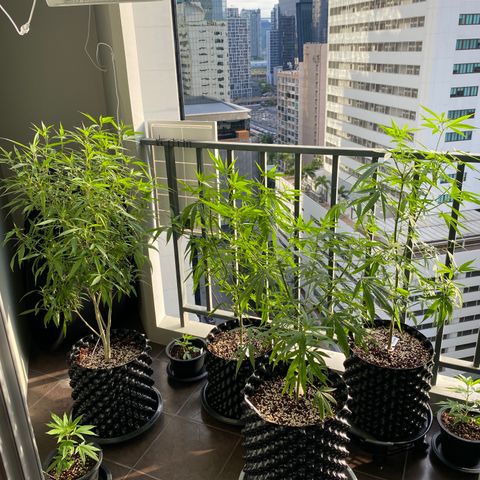 Unknown strain growlog timeline photo