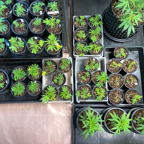 Unknown strain growlog timeline photo