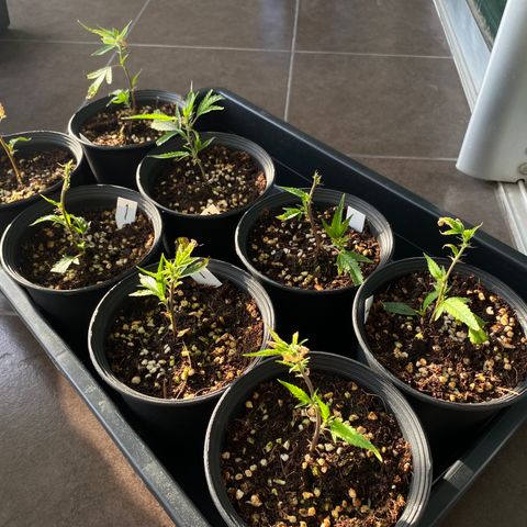 Unknown strain growlog timeline photo