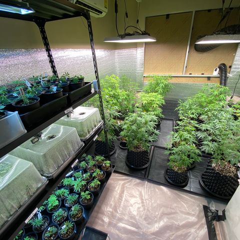 Unknown strain growlog timeline photo