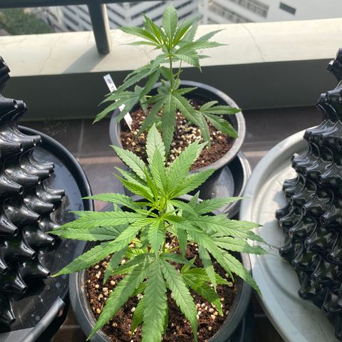 Unknown strain growlog timeline photo