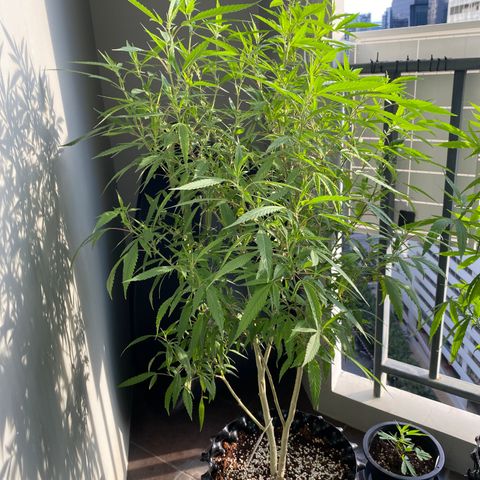 Unknown strain growlog timeline photo
