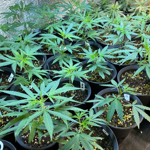 Unknown strain growlog timeline photo