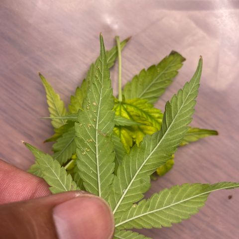 Unknown strain growlog timeline photo