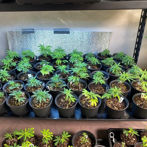 Unknown strain growlog timeline photo