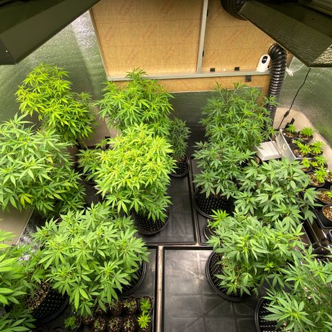 Unknown strain growlog timeline photo
