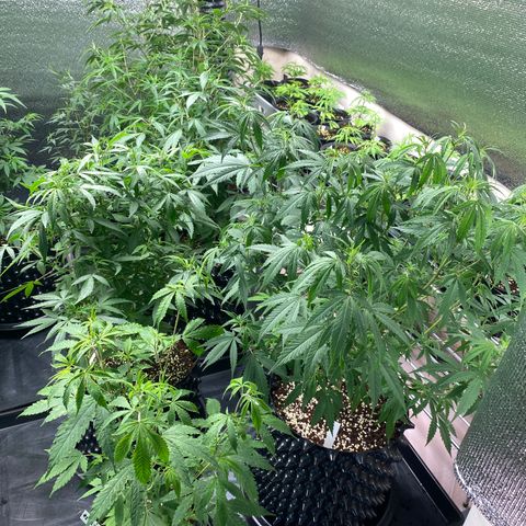 Unknown strain growlog timeline photo
