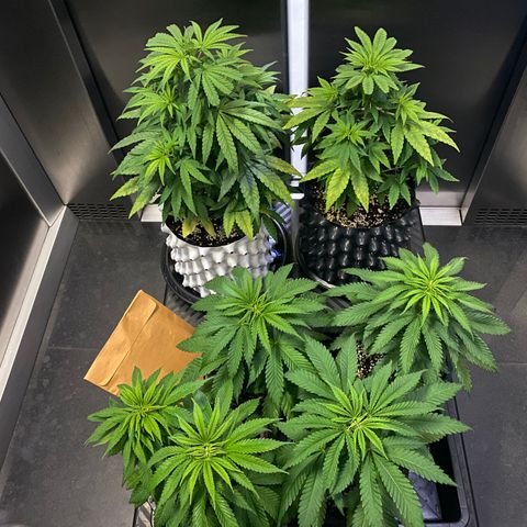 Unknown strain growlog timeline photo