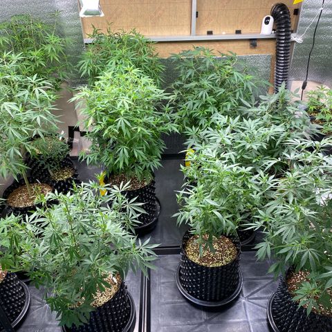 Unknown strain growlog timeline photo