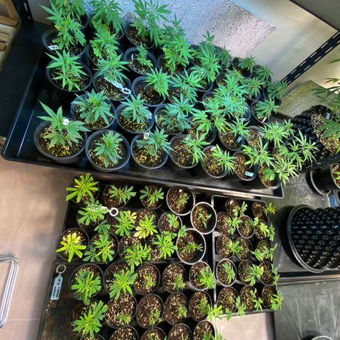 Unknown strain growlog timeline photo