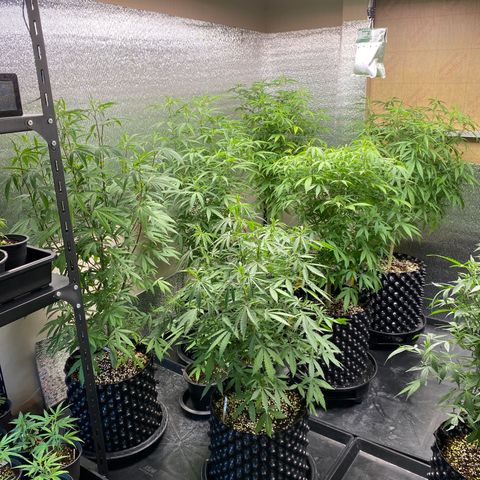 Unknown strain growlog timeline photo