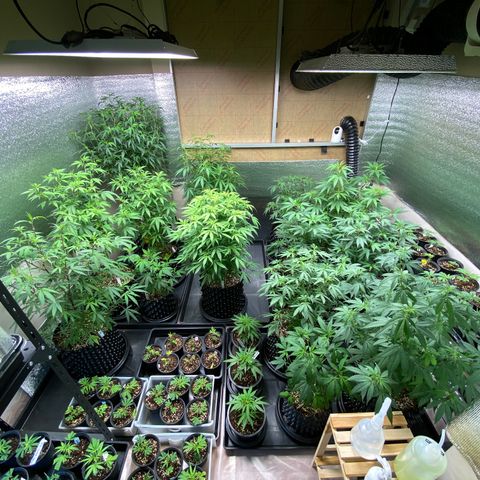 Unknown strain growlog timeline photo