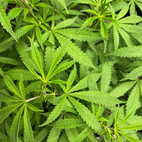 Unknown strain growlog timeline photo